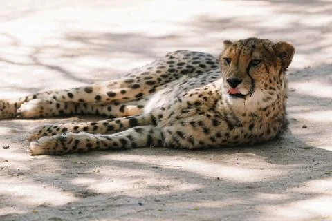 Wild cat Cheetah lying down and licking itself after feeding in one of afri.. Stock Photos