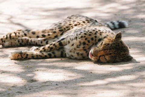 Wild cat Cheetah lying down and licking itself after feeding in one of afri.. Stock Photos