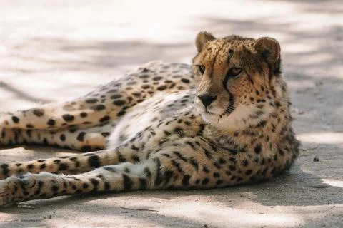 Wild cat Cheetah lying down after feeding in one of african nature reserves.. Stock Photos
