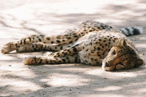 Wild cat Cheetah lying down after feeding in one of african nature reserves.. Stock Photos