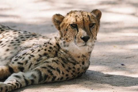 Wild cat Cheetah lying down after feeding in one of african nature reserves.. Stock Photos