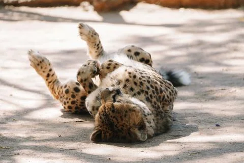 Wild cat Cheetah lying down after feeding in one of african nature reserves.. Stock-Fotos