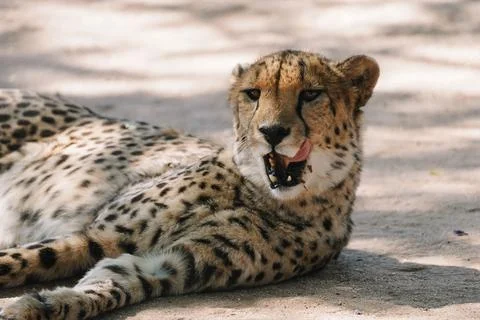 Wild cat Cheetah lying down and licking itself after feeding in one of afri.. Foto stock