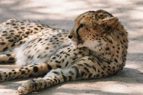 Wild cat Cheetah lying down after feeding in one of african nature reserves.. Stock Photos