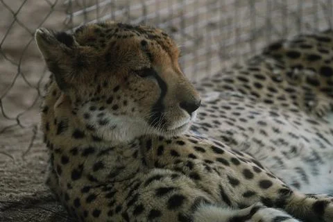 Wild cat Cheetah lying down after feeding in one of african nature reserves.. Stock Photos