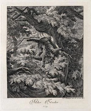 A wild cat climbing down a tree in a forest. Etching by J. E. Ridinger. Stock Illustration