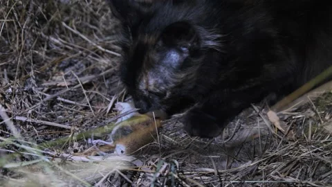 Wild Cat Eats the Caught Gray Mouse at Night Stock Footage 137111729