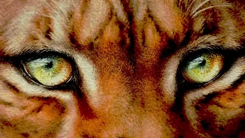 Wild cat eyes blinking Stock Footage 302495029