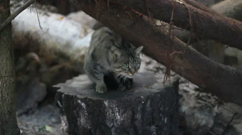 The Wild Cat Stock Footage 27229783