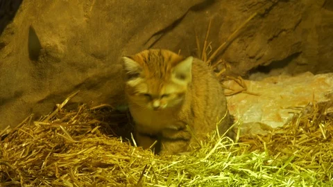 Wild cat Stock Footage 123442281