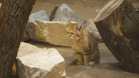 Wild cat Stock Footage 123442296