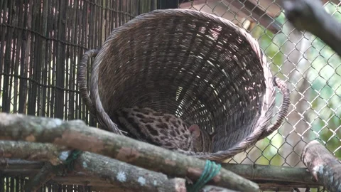 Wild Cat Stock Footage 209528308