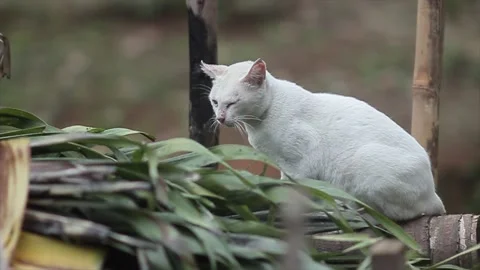 Wild cat Stock Footage 221030116