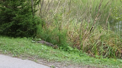 Wild cat 스톡 동영상 295380551