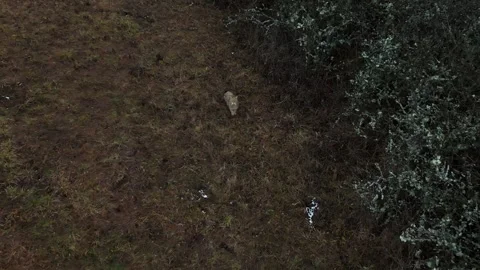 Wild cat Stock Footage 301901061