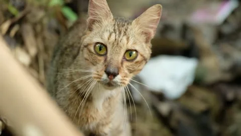 Wild cat in the forest looking at camera Stock Footage 151726609