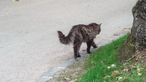 Wild cat in a garden Stock Footage 245413292