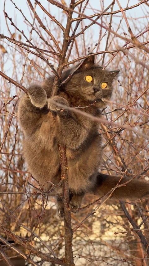 Wild cat gripping branches in winter tree Stock Footage 330450712