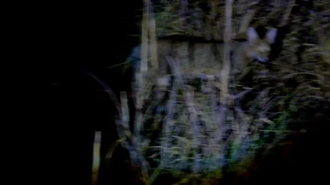 Wild cat on hunt in night Stock Footage 336958584