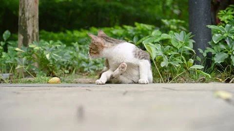 A wild cat with a hurt leg Stock Footage 252414488