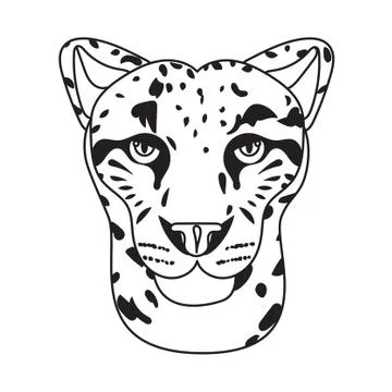 Wild cat, irbis, leopard, snow bars in vector Stock Illustration