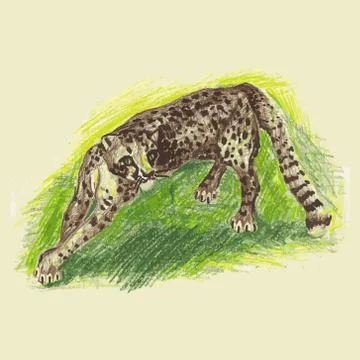 Wild cat, irbis, leopard, snow bars Stock Illustration