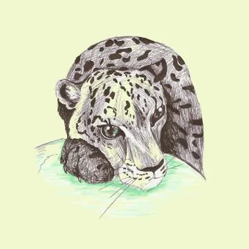 Wild cat, irbis, leopard, snow bars Stock Illustration