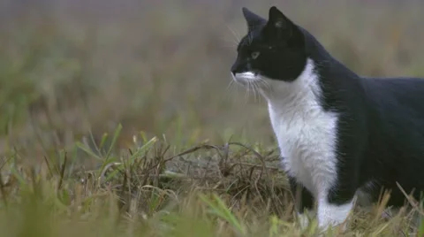 Wild cat looking around Stock Footage 68671643