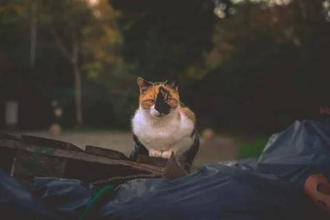 Wild cat looking into the camera Stock Photos