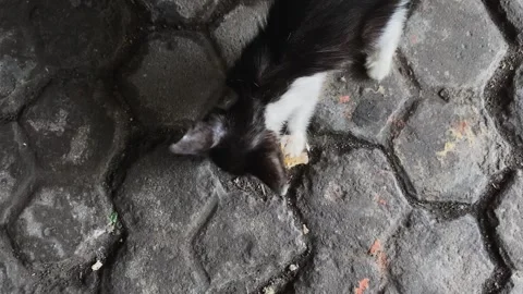 Wild cat looking for food. Stock Footage 263569072