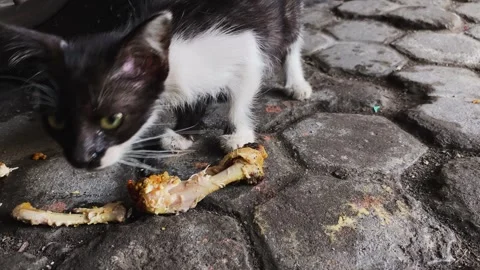 Wild cat looking for food. Stock Footage 263569074