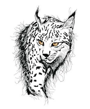 Wild cat, lynx sketch study Stock Illustration
