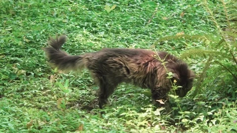 Wild cat in nature Stock Footage 245413434