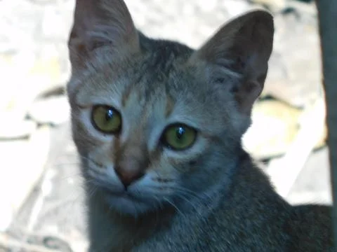 Wild cat nice face close up photography Stock Photos