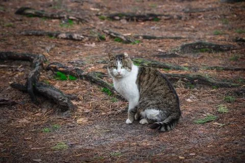 Wild cat  in the park Stock Photos