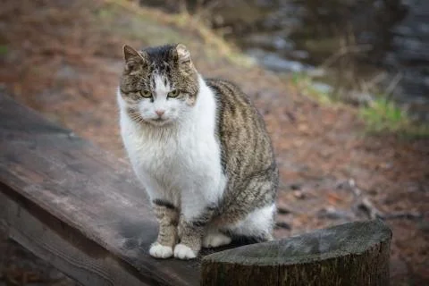 Wild cat  in the park Stock Photos