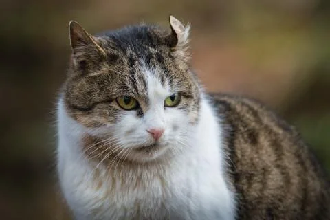 Wild cat  in the park Stock Photos