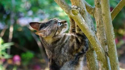 Wild Cat with Paws on a Tree Stock Photos