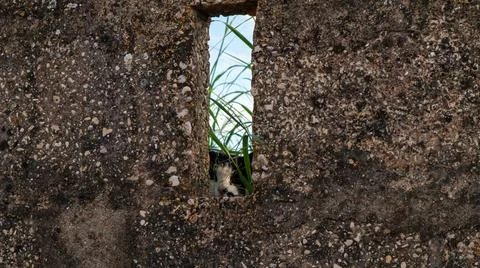 Wild cat peeks through a narrow opening in a stone wall surrounded by green.. Stock Photos