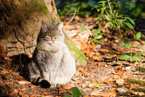 Wild cat Stock Photos