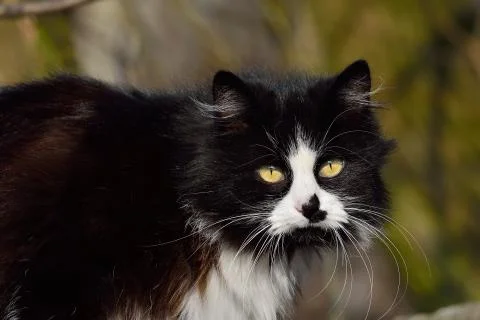 Wild cat Stock Photos