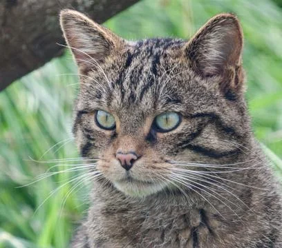 Wild cat Stock Photos