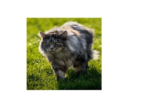 Wild Cat Stock Photos