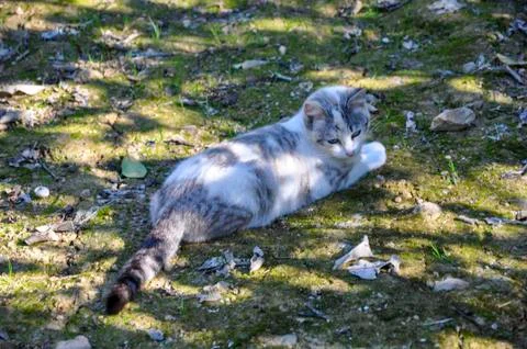 Wild cat Stock Photos