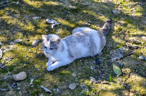 Wild cat Stock Photos