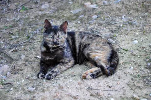 Wild cat Stock Photos