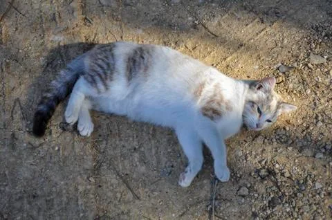 Wild cat Stock Photos