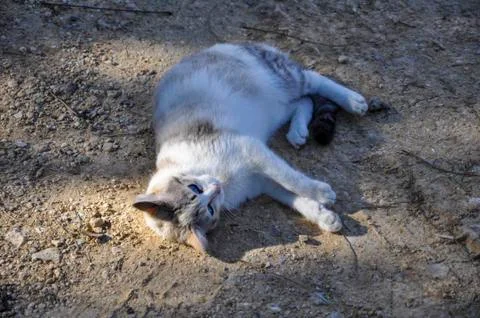 Wild cat Stock Photos