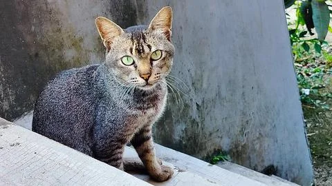 Wild cat Stock Photos