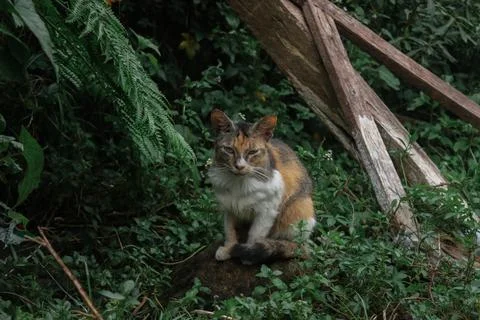 A wild cat Stock Photos